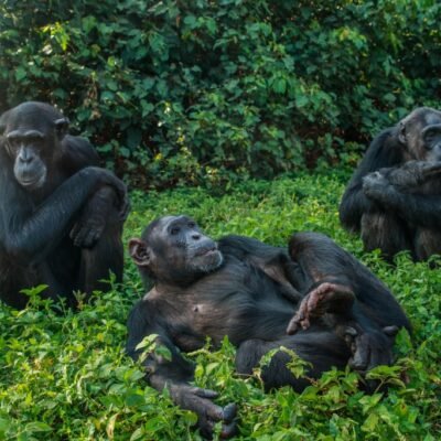 Ngamba-Island-Chimpanzee-Sanctuary-Tour-2-Day-Ngamba-Island-Chimpanzee-Sanctuary-Safari-Trip-1024x683