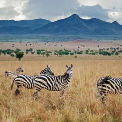 kidepo national park